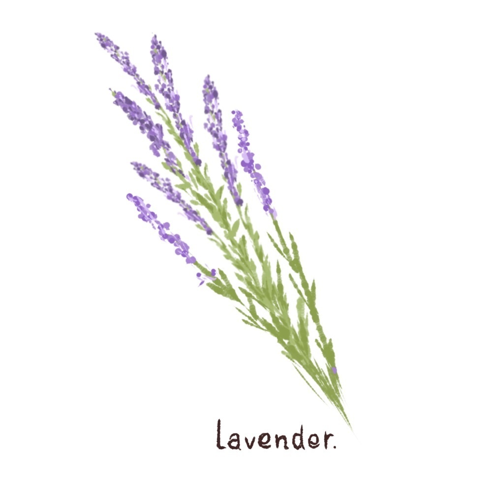 ハーブ・エッセンシャルオイル・スパイス・アロマの手描き風イラスト70種類プラスα【商用可能素材】