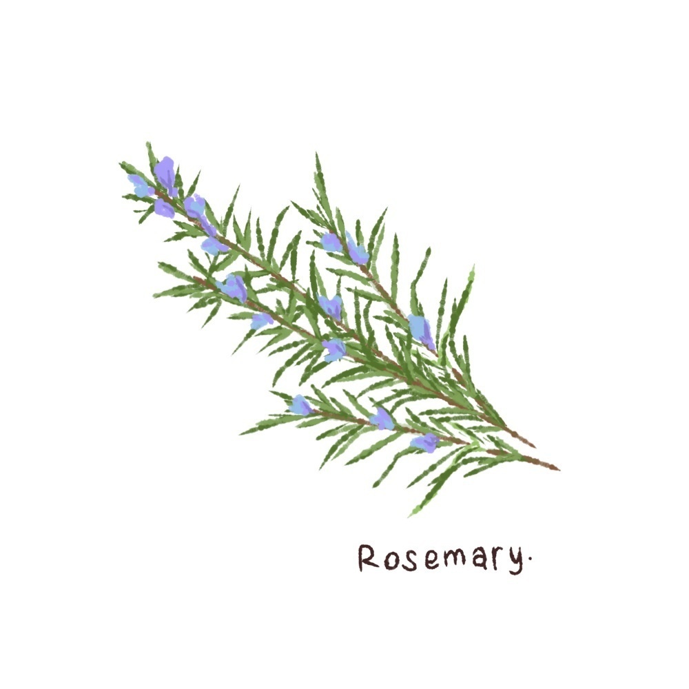 ハーブ・エッセンシャルオイル・スパイス・アロマの手描き風イラスト70種類プラスα【商用可能素材】