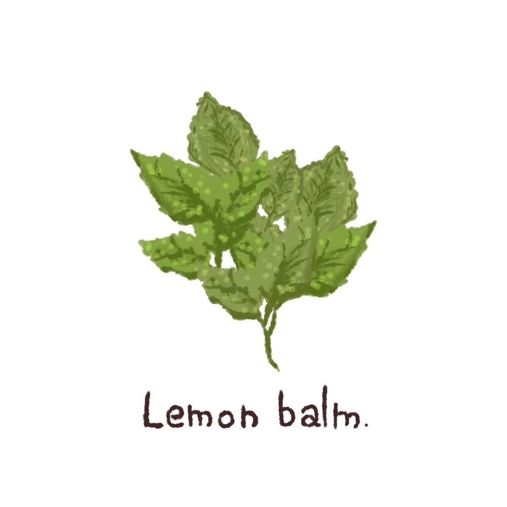 ハーブ・エッセンシャルオイル・スパイス・アロマの手描き風イラスト70種類プラスα【商用可能素材】