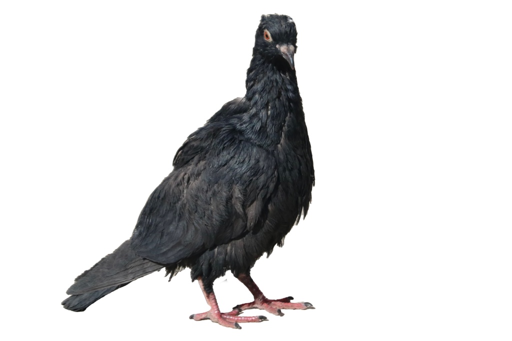 ハト_Tシャツ_ボサボサ編