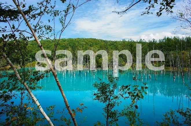 北海道美瑛町の青い池