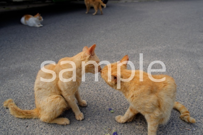 宮城県田代島の野良猫