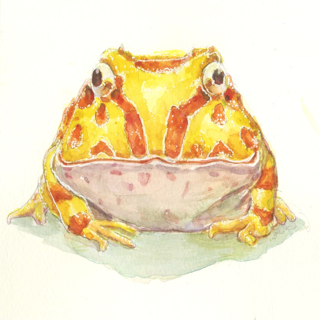 【アクキー】クランウェルツノガエル