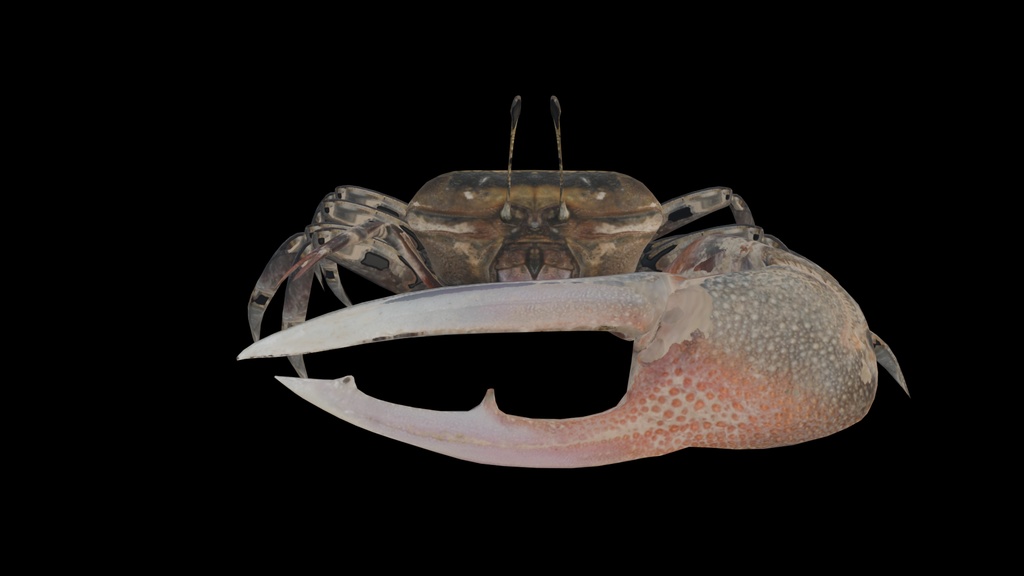 無料_カニモデル(シオマネキ)