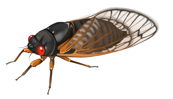 周期ゼミ3種セット