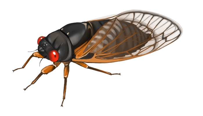 周期ゼミ3種セット