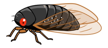 周期ゼミ（デフォルメ／横）