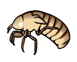 周期ゼミ(デフォルメ)セット