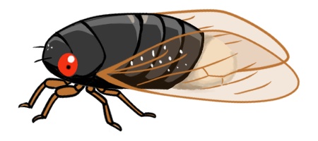 周期ゼミ(デフォルメ)セット