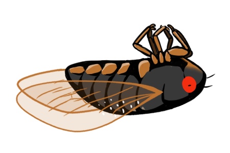 周期ゼミ(デフォルメ)セット