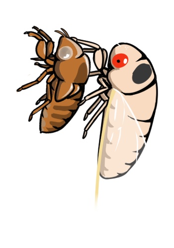 周期ゼミ(デフォルメ)セット