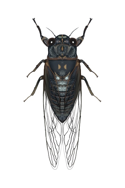 日本のセミ8種セット