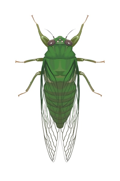 日本のセミ8種セット