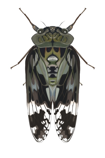 日本のセミ8種セット