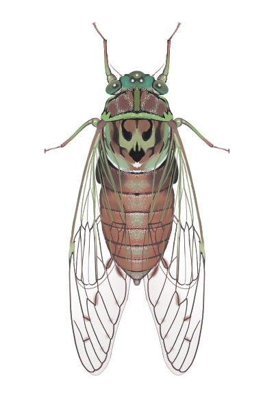 日本のセミ8種セット