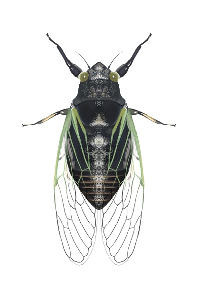 日本のセミ8種セット