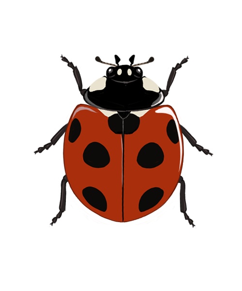 ナナホシテントウ