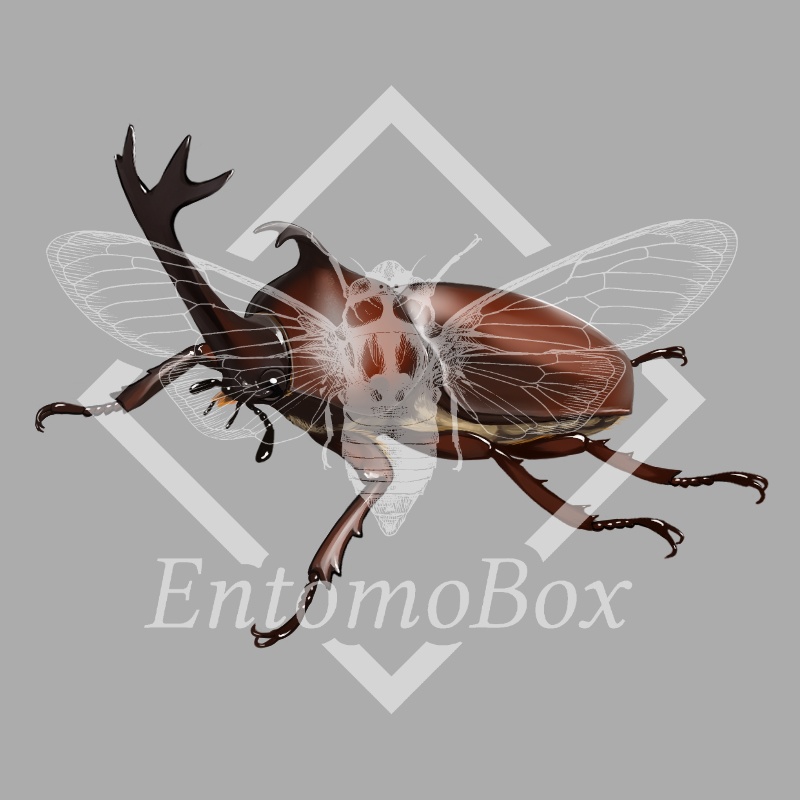 カブトムシ