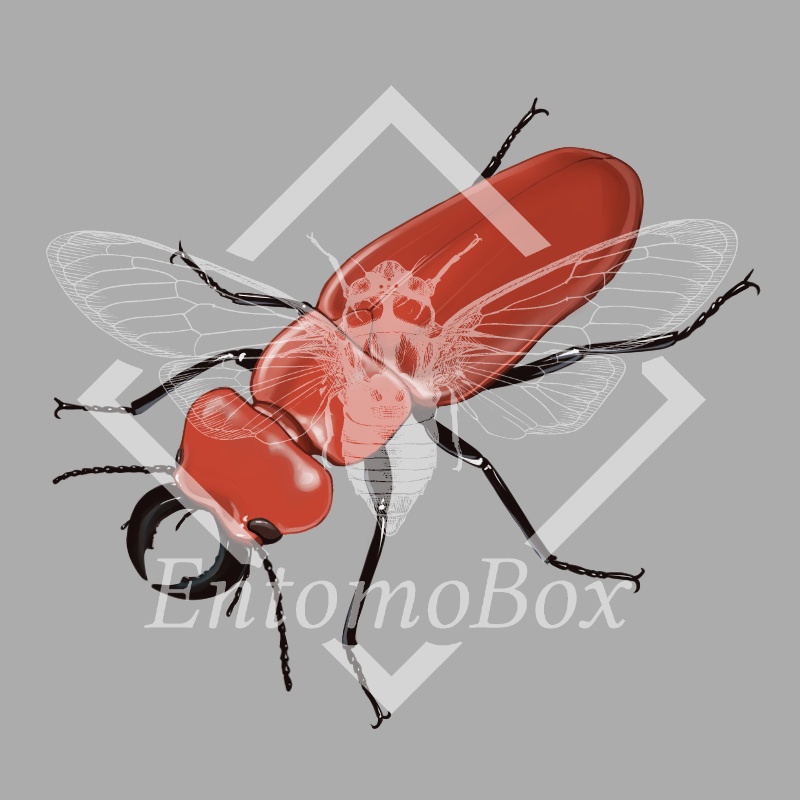 ヒラズゲンセイ