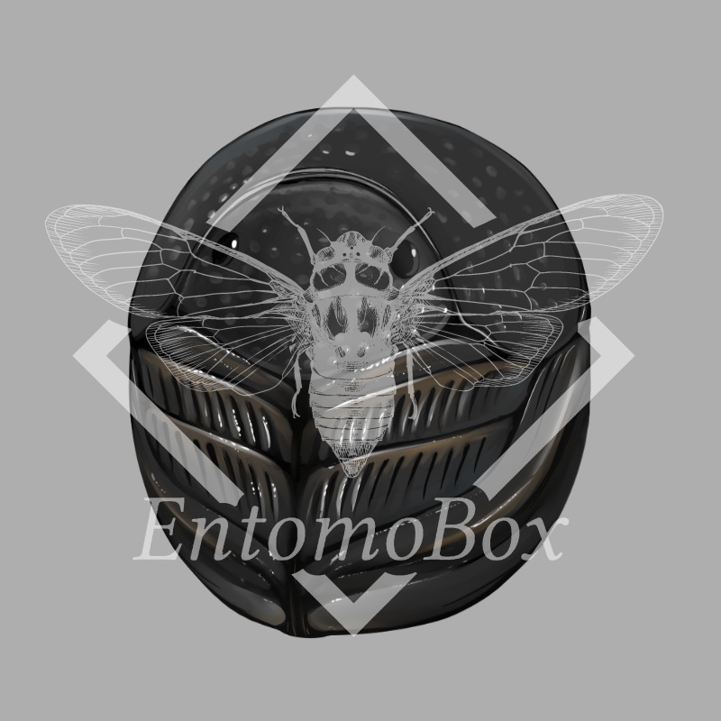 サキシママンマルコガネ