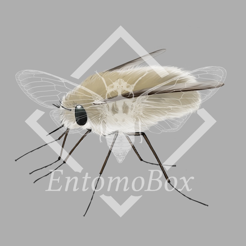トラツリアブ♀