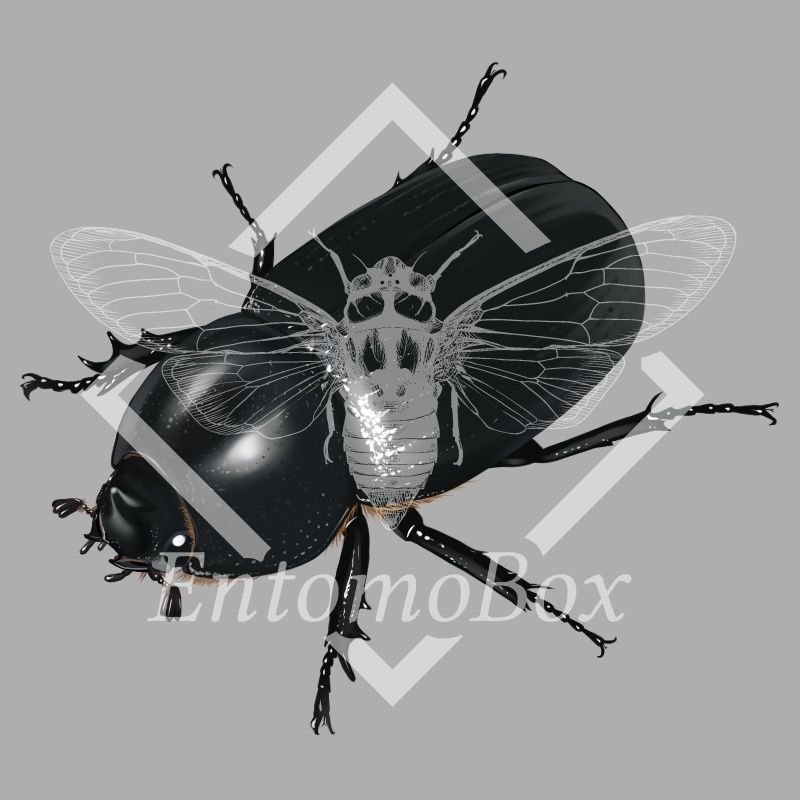 コカブトムシ