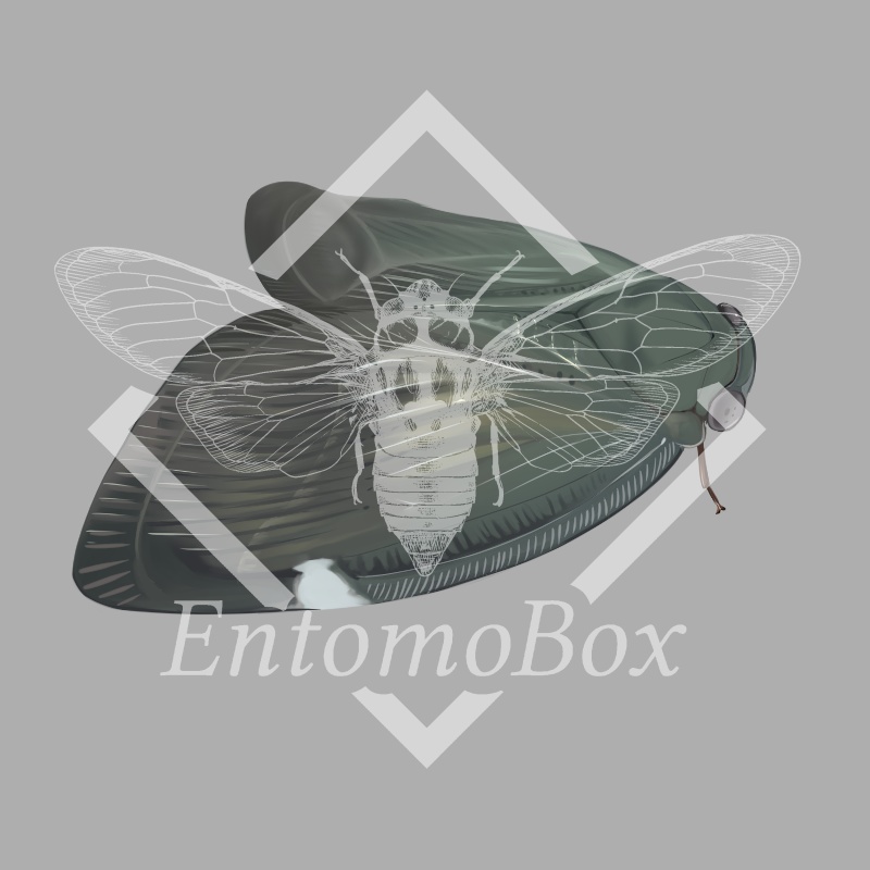 アミガサハゴロモ