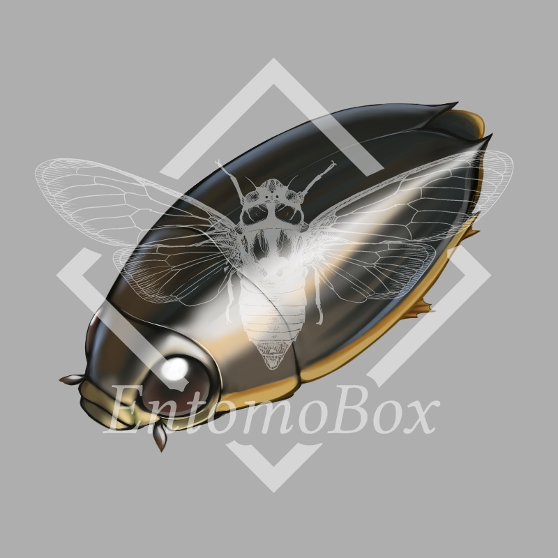 オオミズスマシ