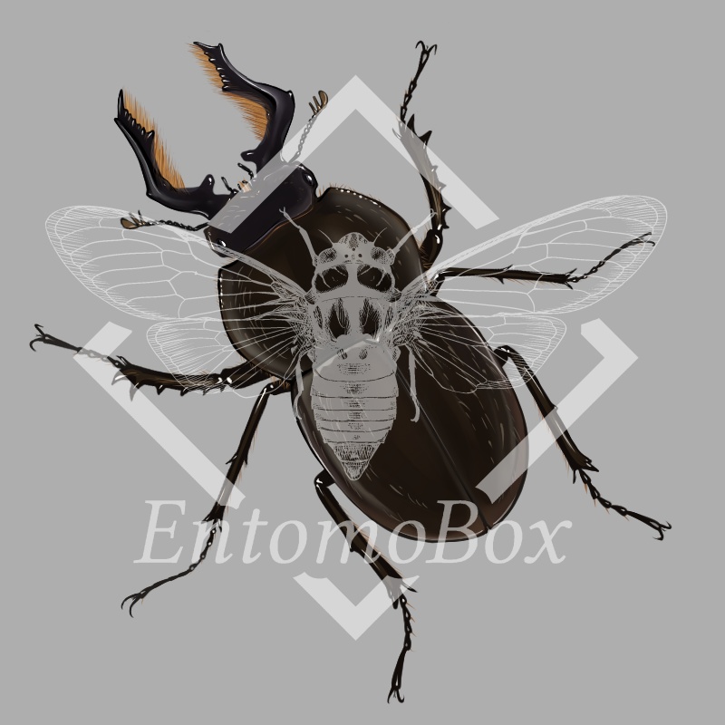Prostreptocerus burmiticus