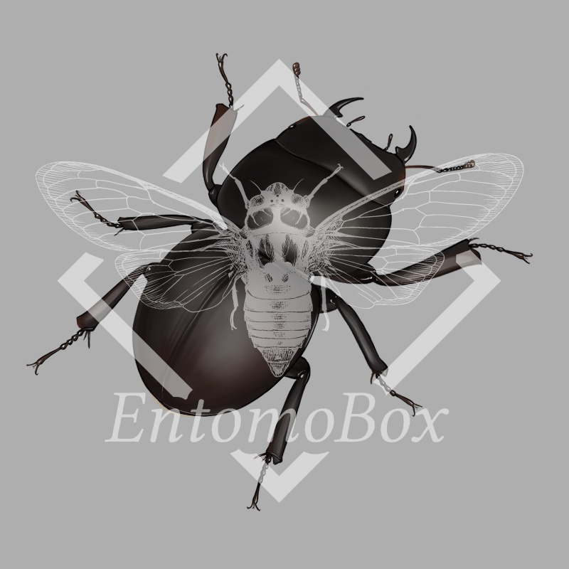 ハワイハネナシクワガタ