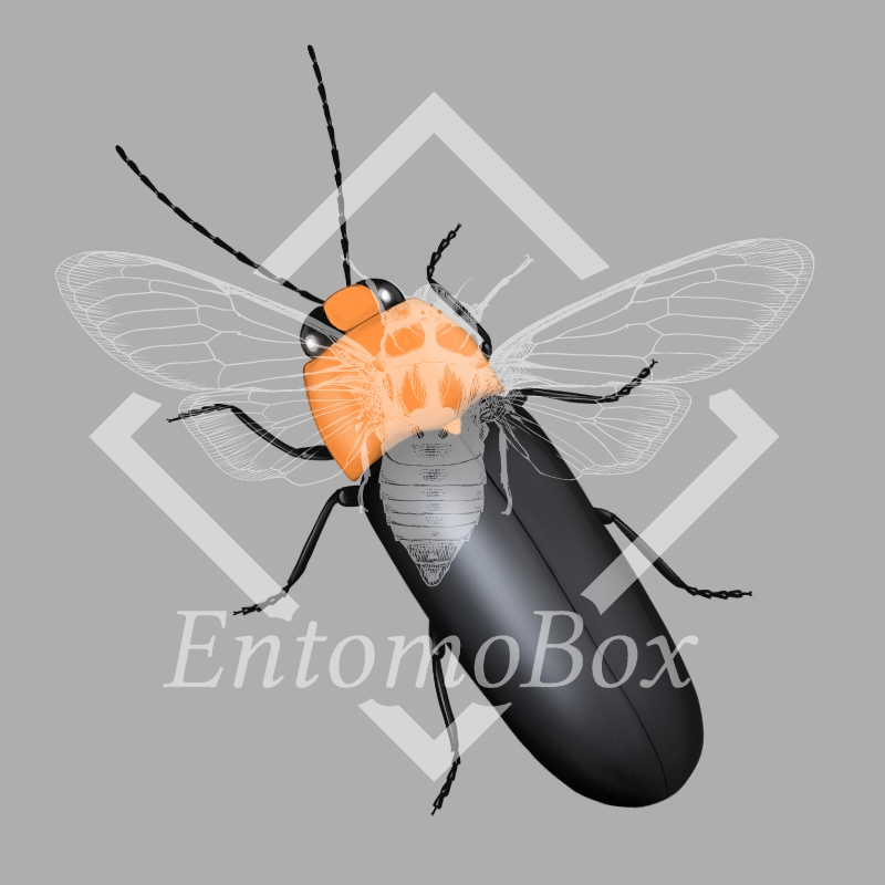 Pteroptyx effulgens