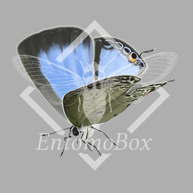 クロマダラソテツシジミ