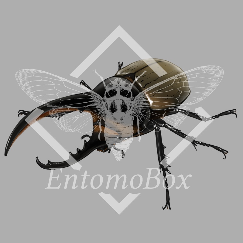 ヘラクレスオオカブト