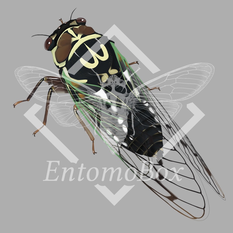 キュウシュウエゾゼミ