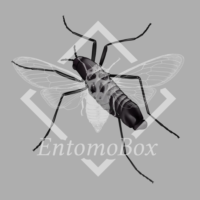 ナンキョクユスリカ