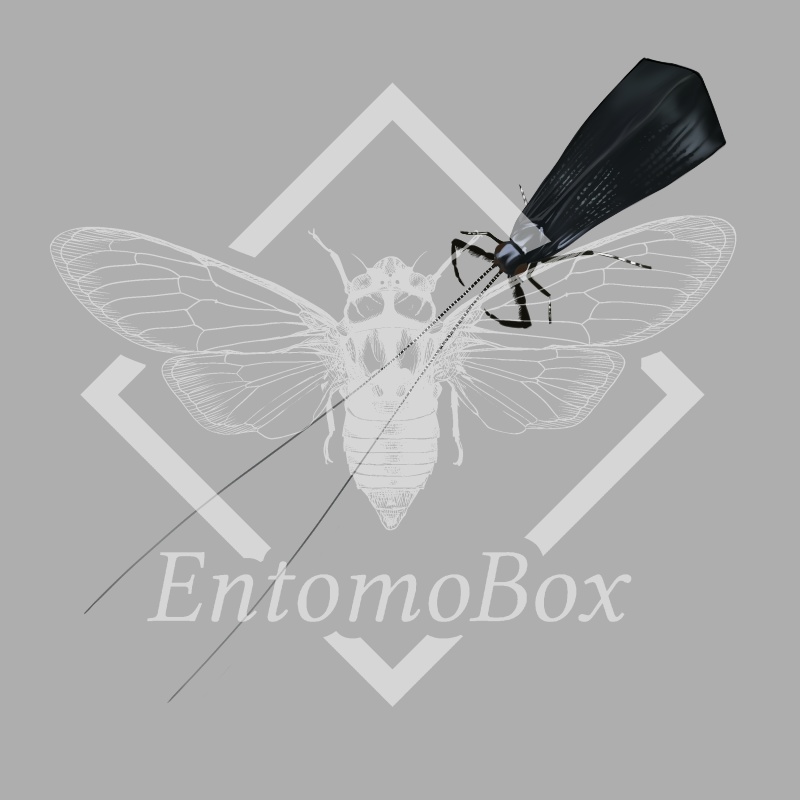 アオヒゲナガトビケラ