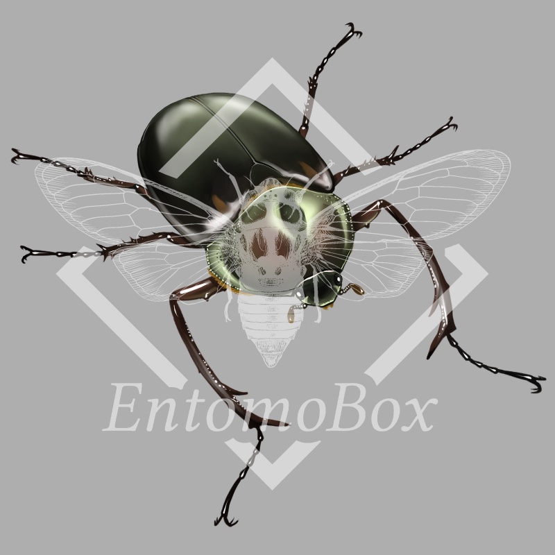 ヤンバルテナガコガネ