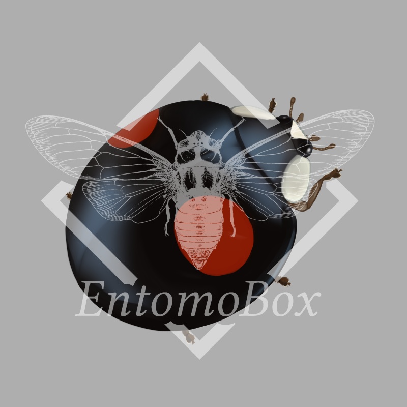 ナミテントウ(2紋型)