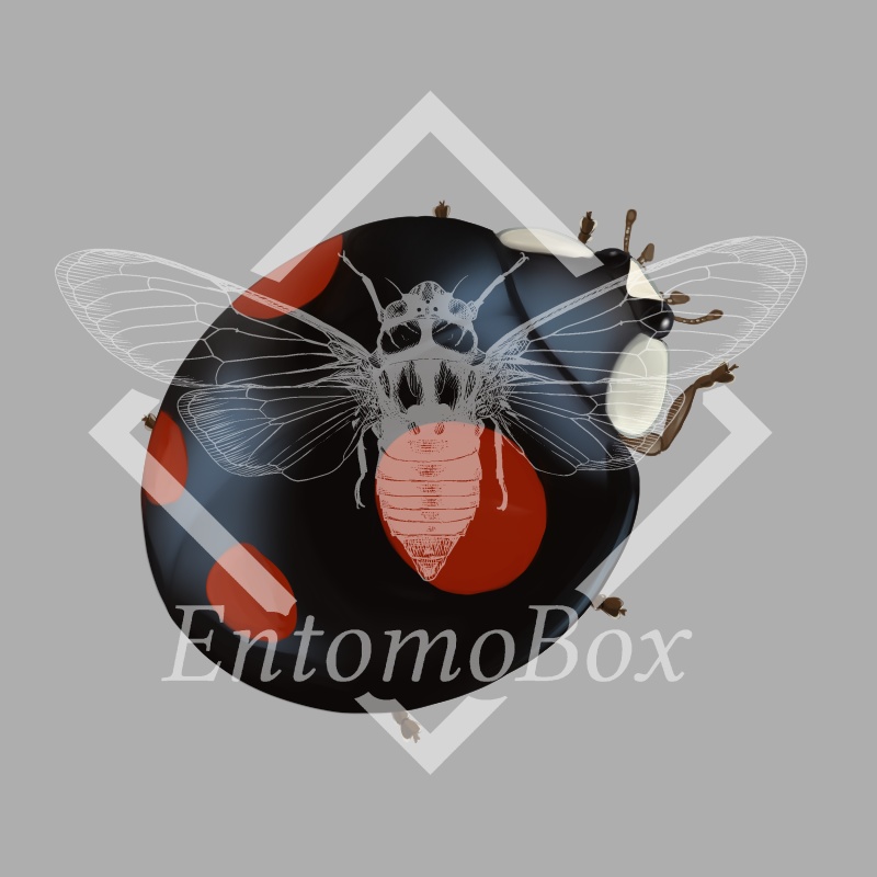 ナミテントウ(4紋型)