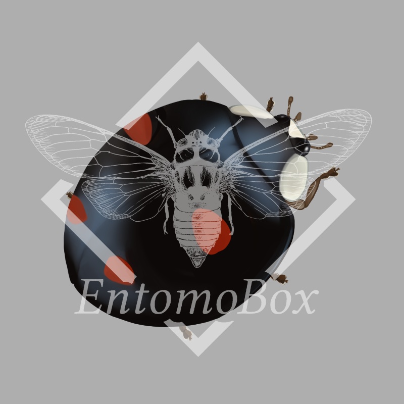 クリサキテントウ（4紋型）