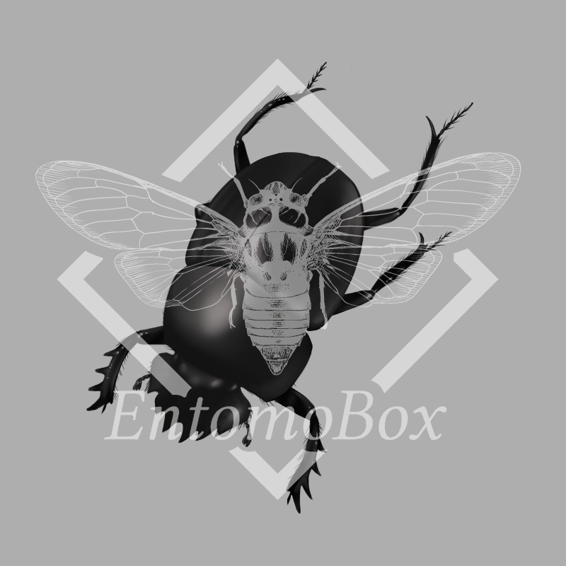 ヒジリタマオシコガネ