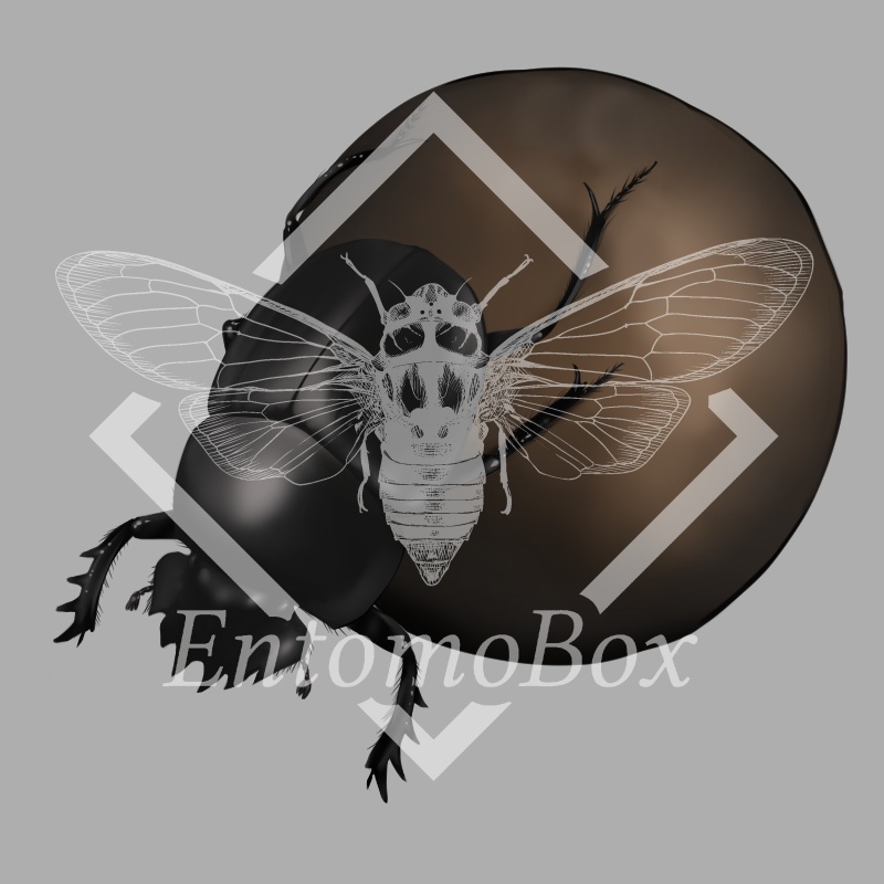 ヒジリタマオシコガネ