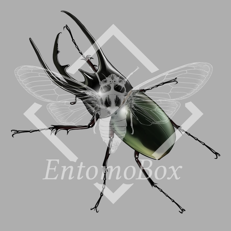 コーカサスオオカブト