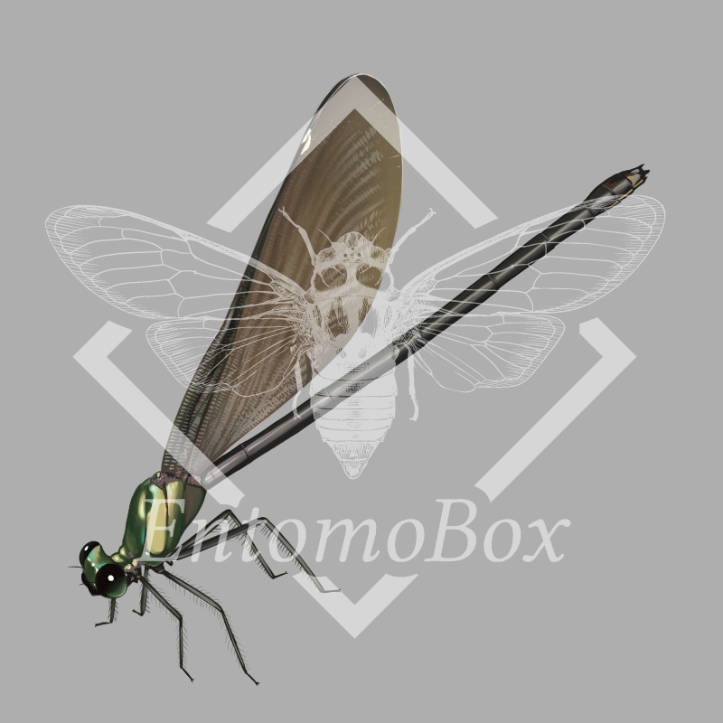 リュウキュウハグロトンボ(♀)