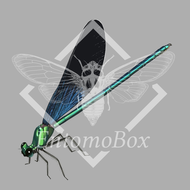 リュウキュウハグロトンボ(♂♀セット)