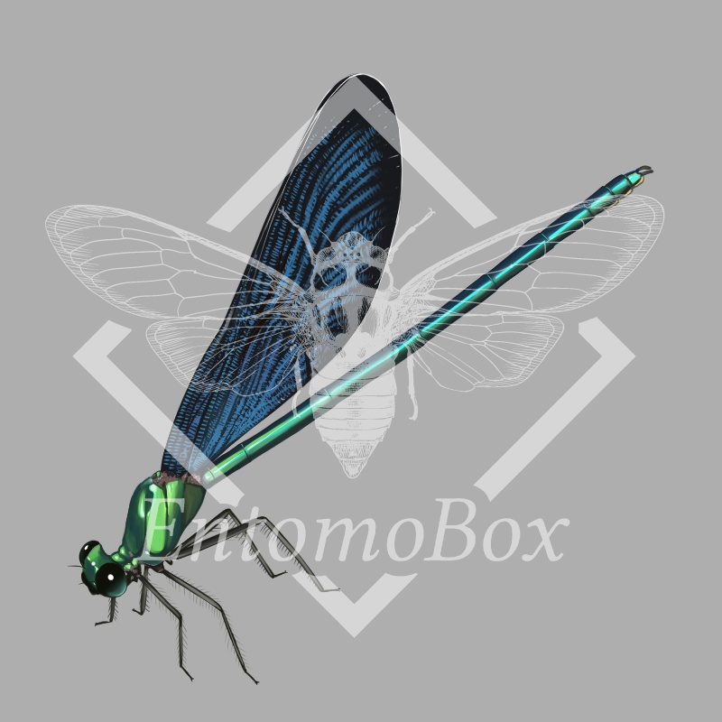 タイワンハグロトンボ