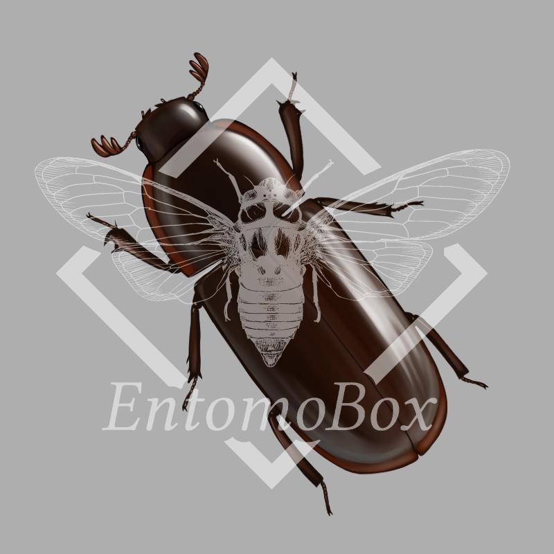 パッサリフォルミスツツマグソクワガタ