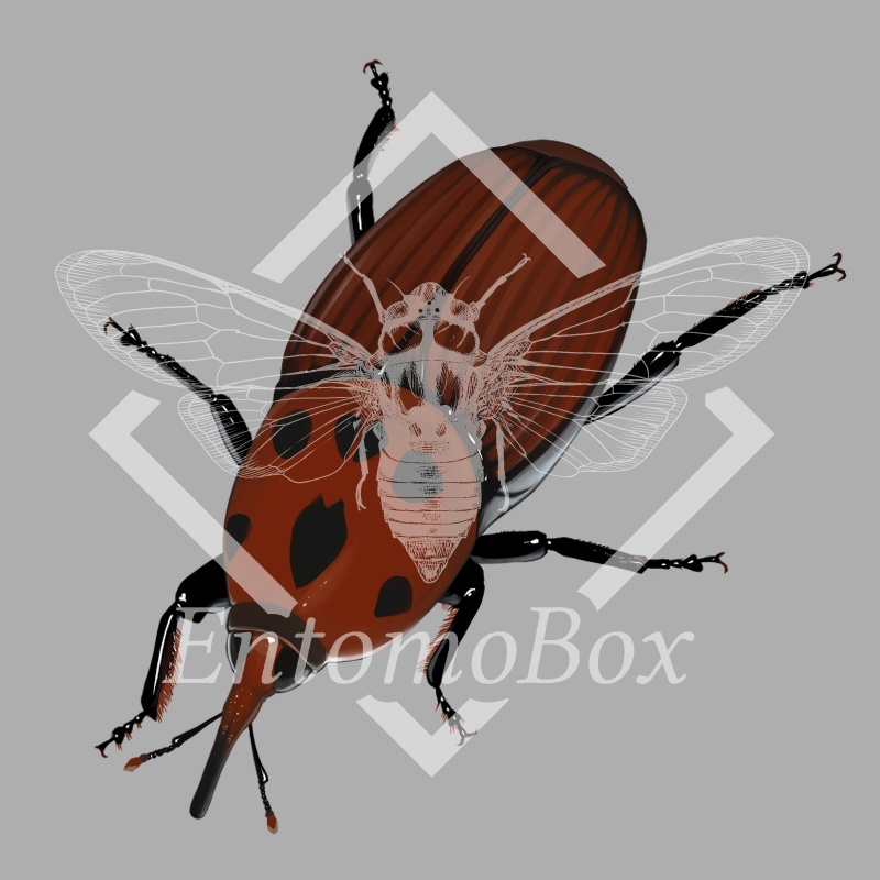 ヤシオオオサゾウムシ