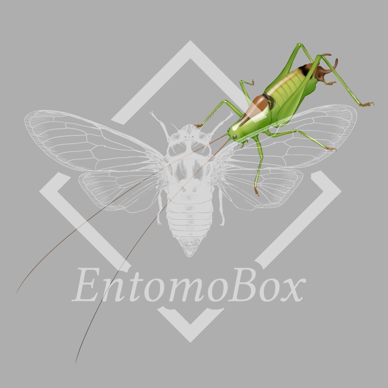 スオウササキリモドキ