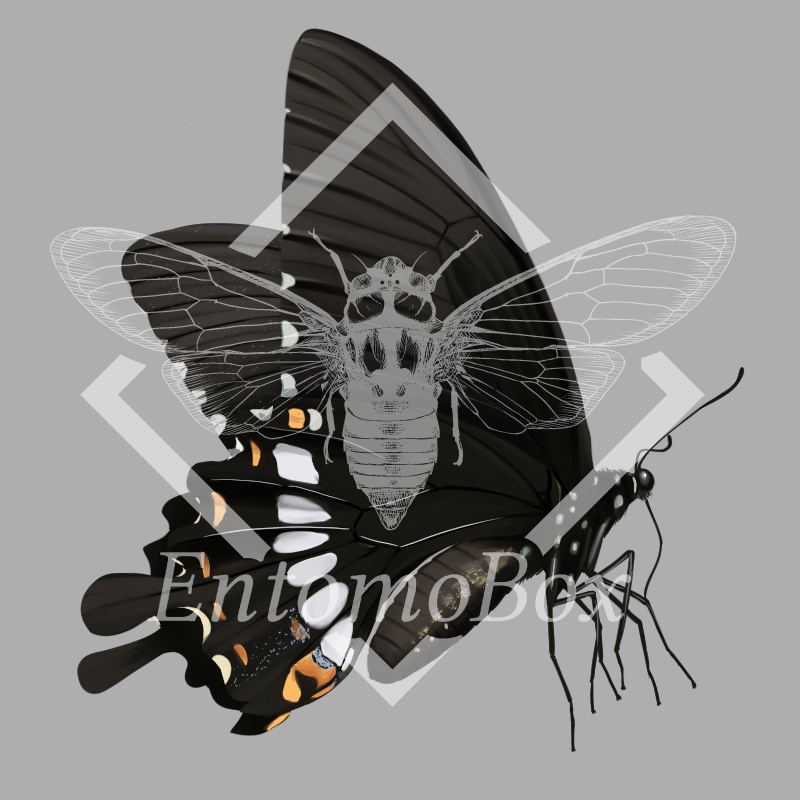 シロオビアゲハ